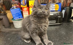 Maine Coon cats for sale:  2 beautiful maine coon kittens left - Image 30