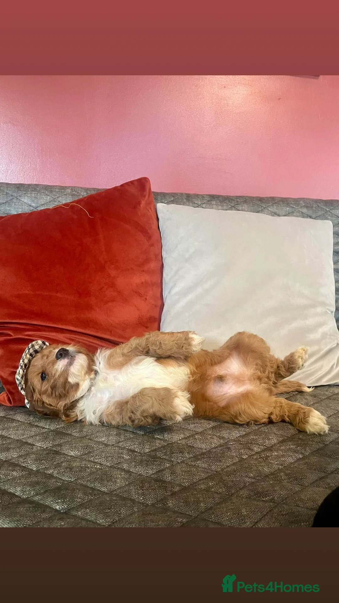 Gallery Image {{count}}