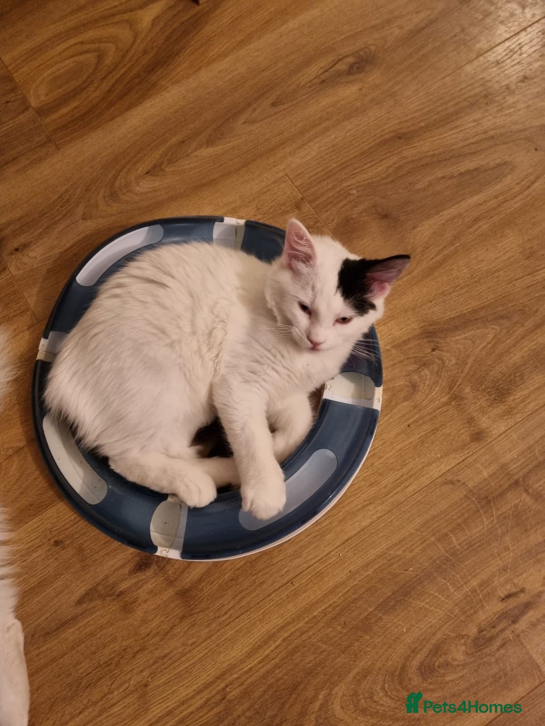 Ragdoll cats for sale: Mix Ragdoll boy  - Advert 7