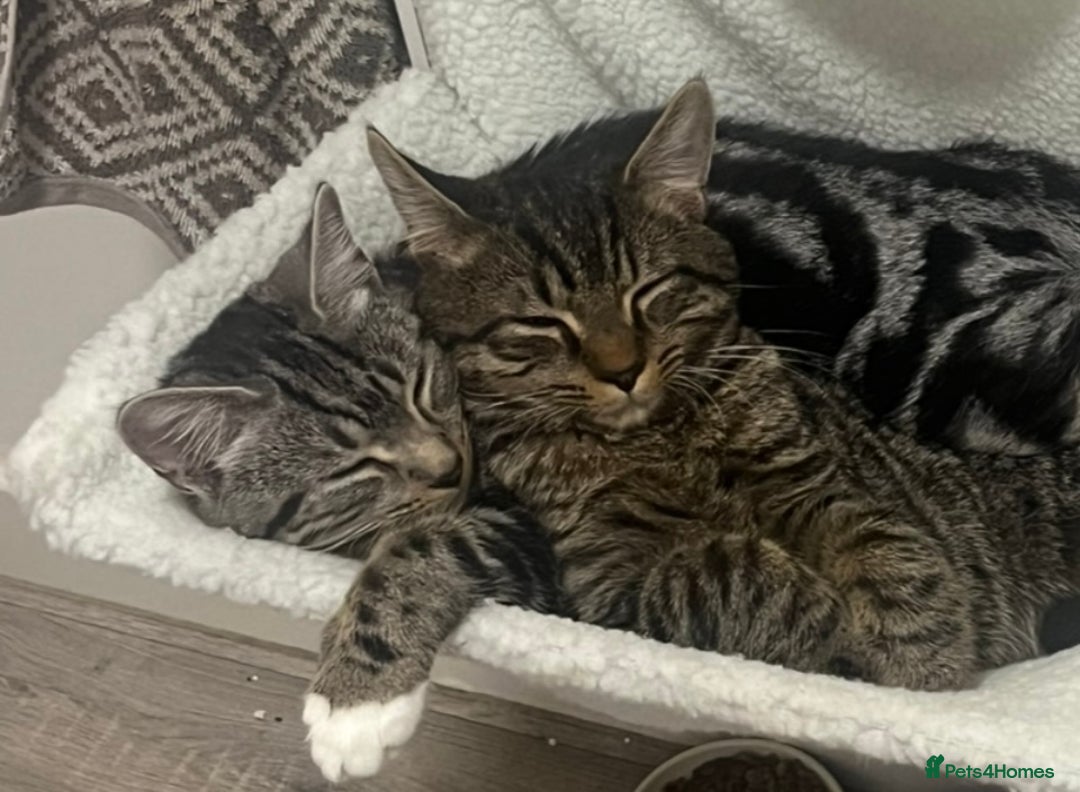British Shorthair cats for sale: British shorthair x Bengal kittens - Image 23