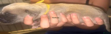 Mixed Breed Puppy 9