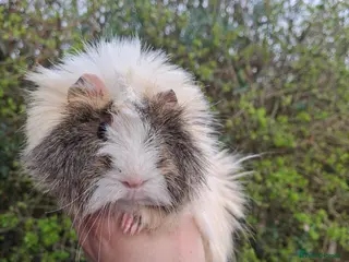 Guinea Pig rodents Guinea pig males - Advert 13