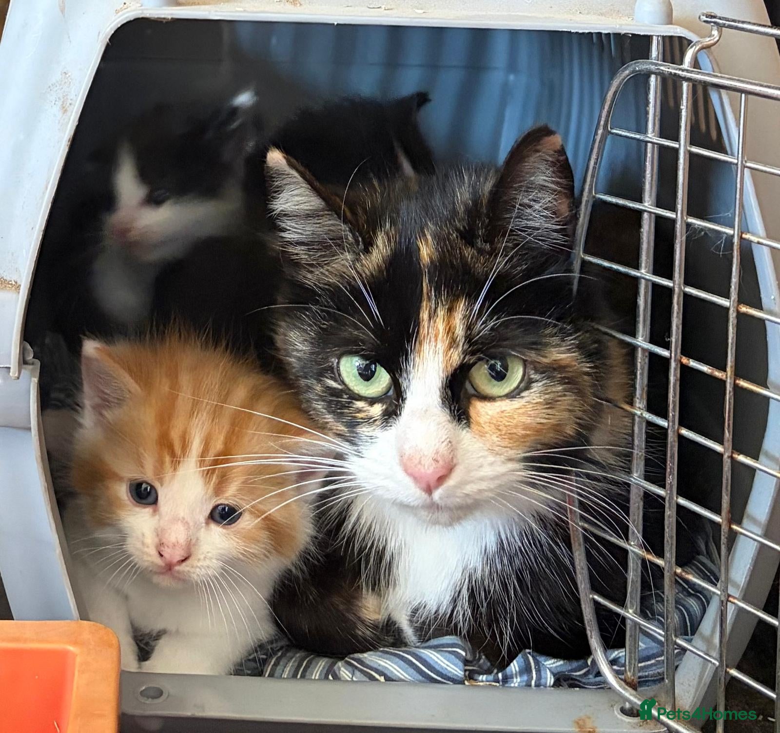 Mixed Breed cats Three beautiful mixed breed kittens. - Advert 3