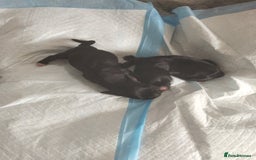Cocker Spaniel dogs for sale: 7 beautiful cocker spaniels  - Image 9