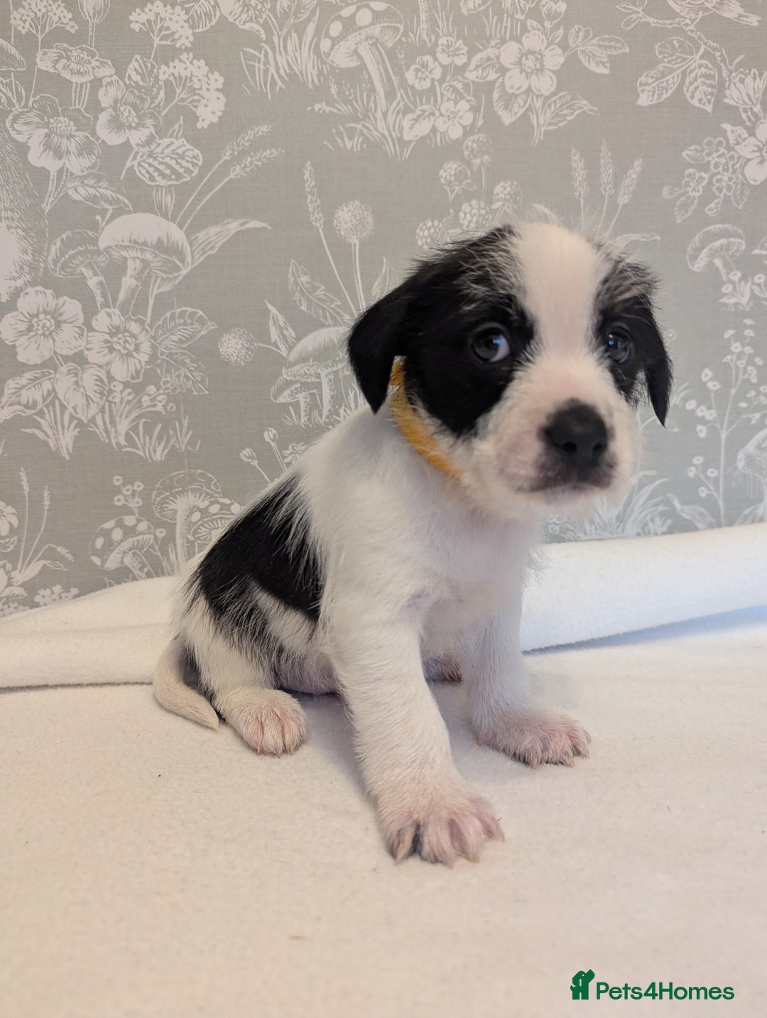 Jack Russell dogs for sale: Jack Russell puppies  - Advert 15
