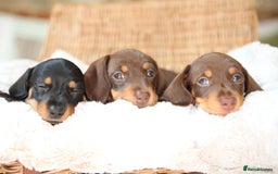 Miniature Dachshund dogs for sale: Miniature dachshund puppies, family bred - Image 1