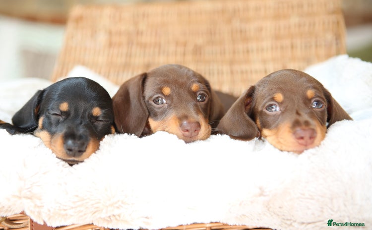 Miniature Dachshund dogs - Advert 10