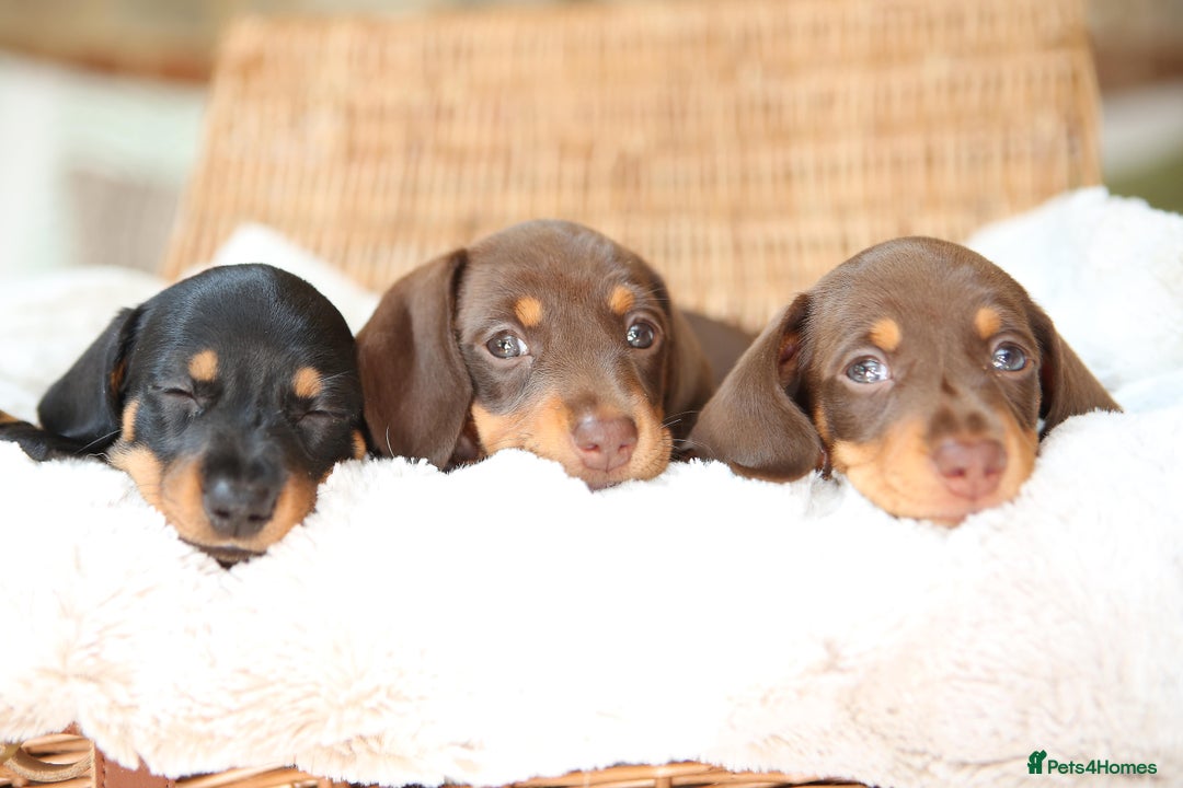 Miniature Dachshund dogs for sale: Miniature dachshund puppies, family bred - Image 1