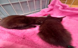 Mixed Breed cats for sale: 5 kittens 2 males 3 females - Image 6