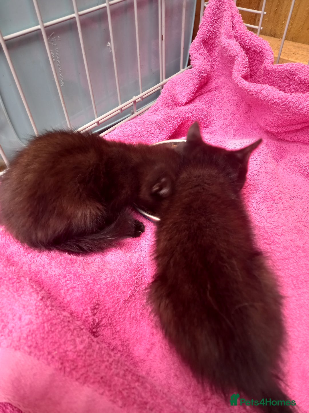Mixed Breed cats for sale: 5 kittens 2 males 3 females - Image 6