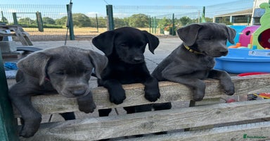 Labrador Retriever dogs - Advert 3