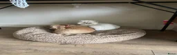 Persian cats for sale: Chinchilla Persian white & grey in Rotherham - Advert 4