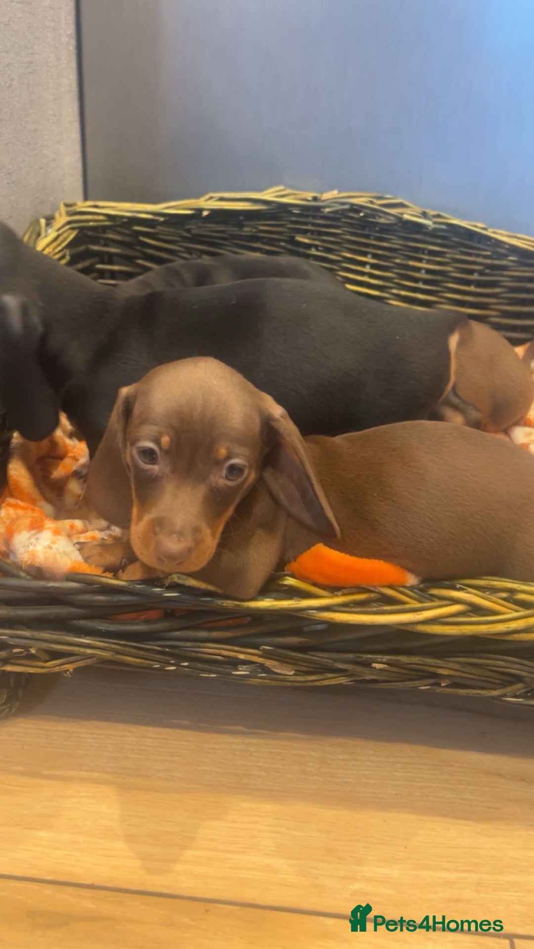 Miniature Dachshund dogs for sale: Minatures dachounds - Advert 6