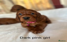 Irish Setter dogs for sale: Irish Setter Puppies 💜 - Image 39