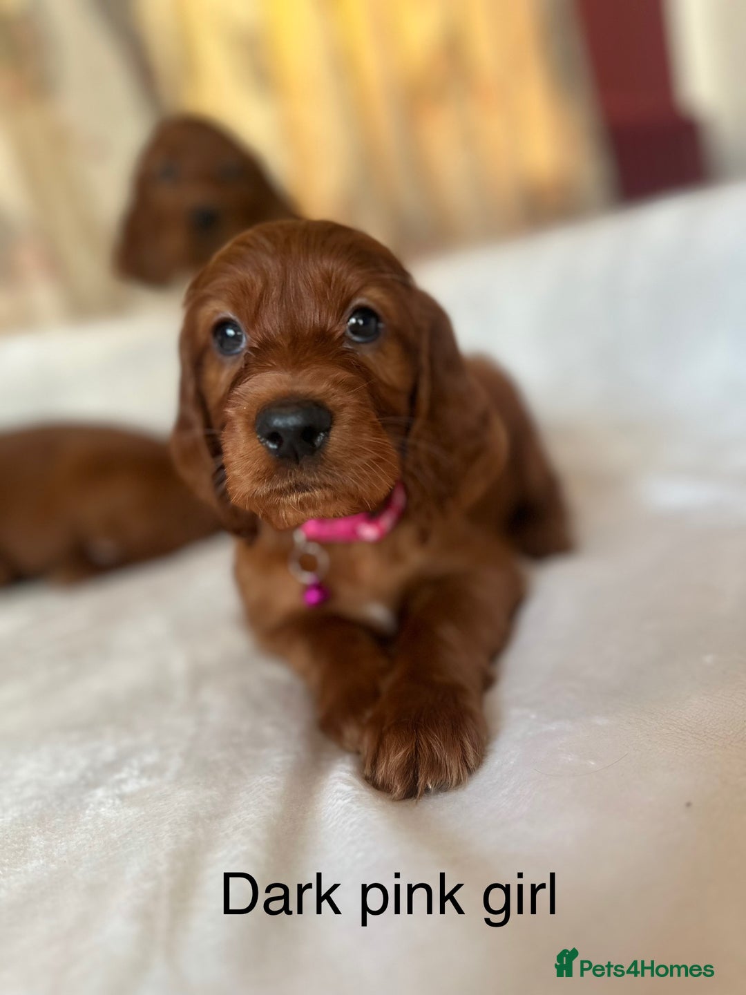 Irish Setter dogs for sale: Irish Setter Puppies 💜 - Image 39
