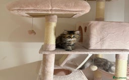 Persian cats for sale: Rare Persian Kittens in London🤍 - Image 6