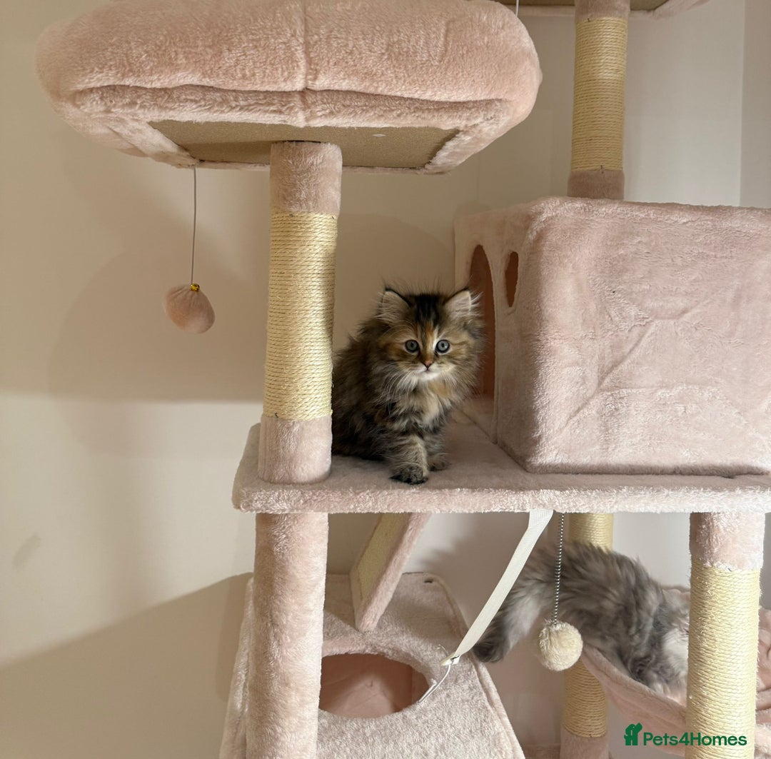 Persian cats for sale: Rare Persian Kittens in London🤍 - Image 6