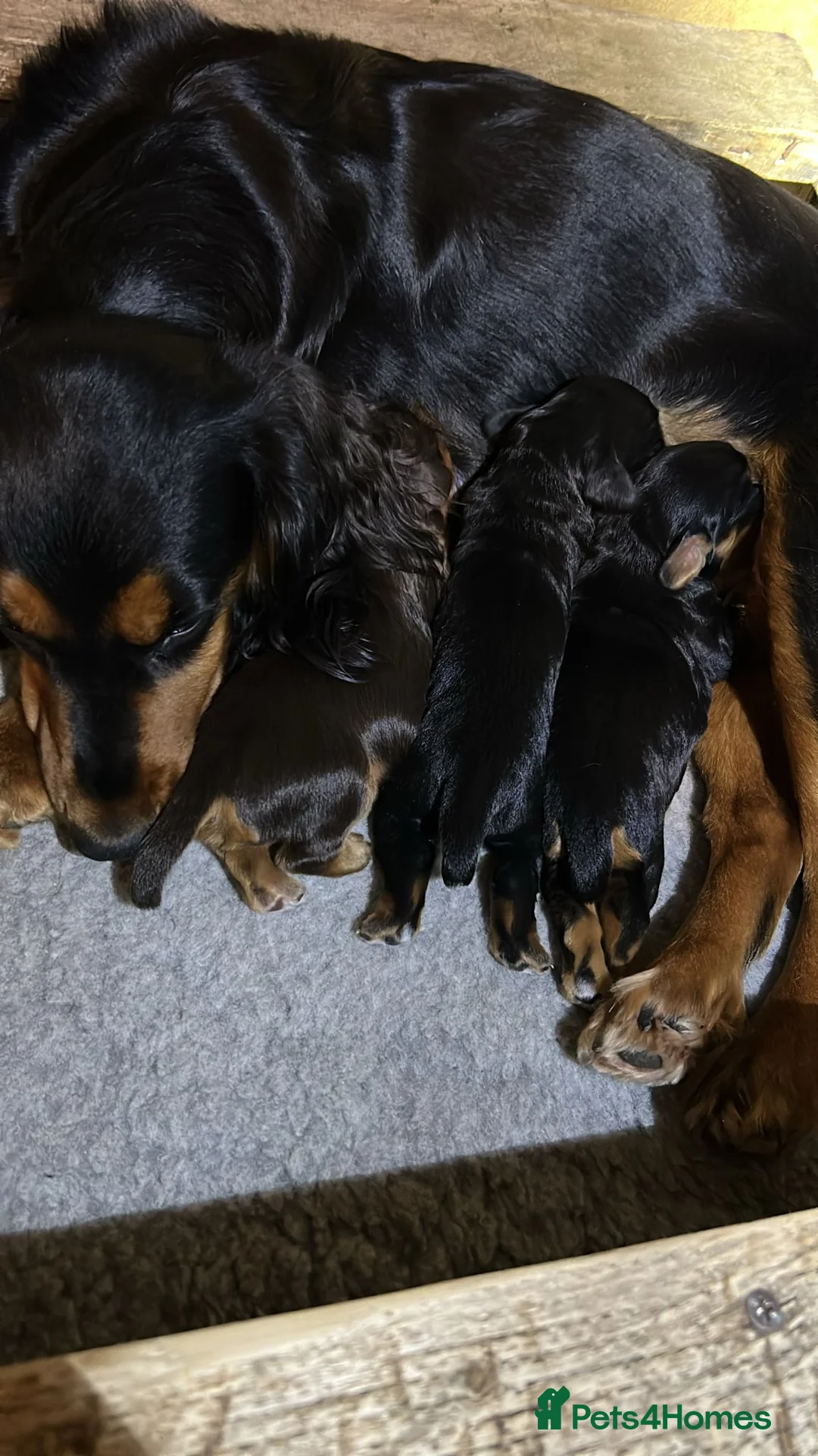Cocker Spaniel dogs for sale: Beautiful cocker spaniel puppies, ready soon! - Advert 2