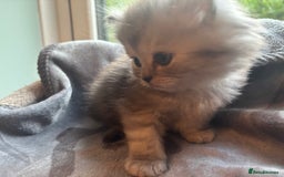 Persian cats for sale: Persian Ragdoll Kittens  - Image 21