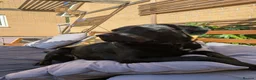 Labrador Retriever dogs for sale: Beautiful Working Black Labrador Puppies For Sale in Chesterfield - Advert 5