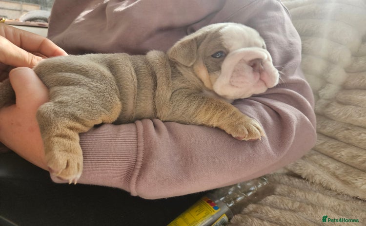 English Bulldog dogs - Advert 9