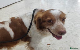 Brittany Spaniel dogs for adoption: Lovely gentleman Rudolph- Camberley Surrey - Image 5