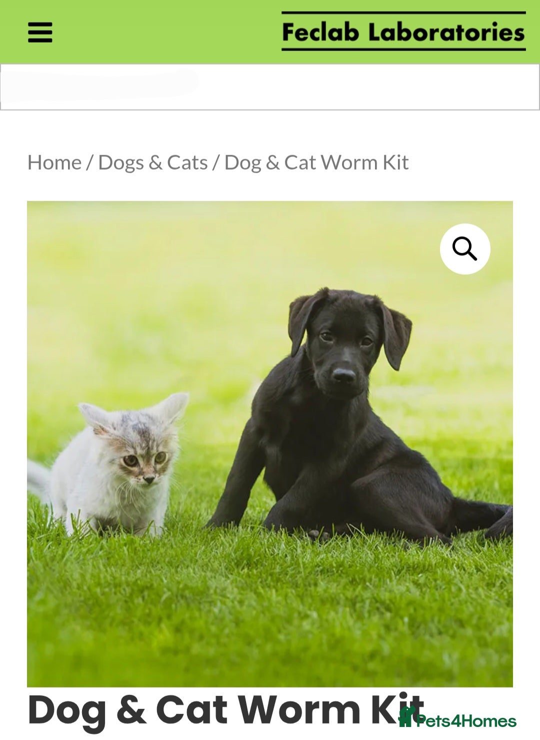 Mixed Breed cats for sale: Purrfect Rare Elf Eared Fur Babies Ready 14th Feb - Advert 17