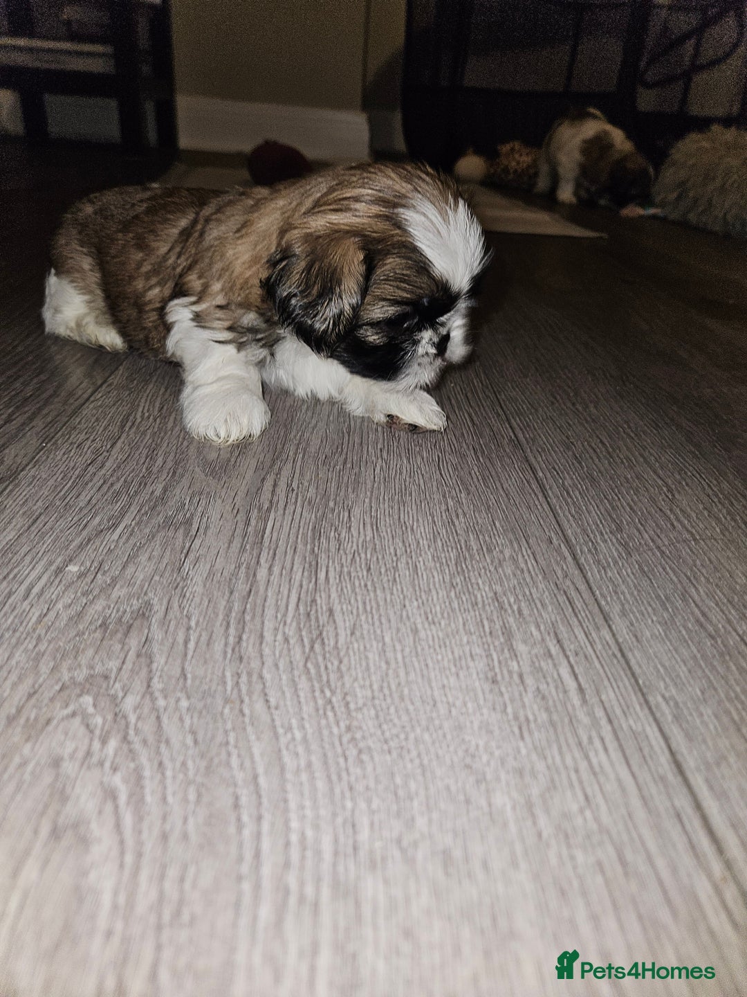 Shih Tzu dogs for sale: Beautiful shihtzu puppies  - Advert 2