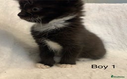 Mixed Breed cats for sale: 💚 3 male  💜 2 female  - Image 7
