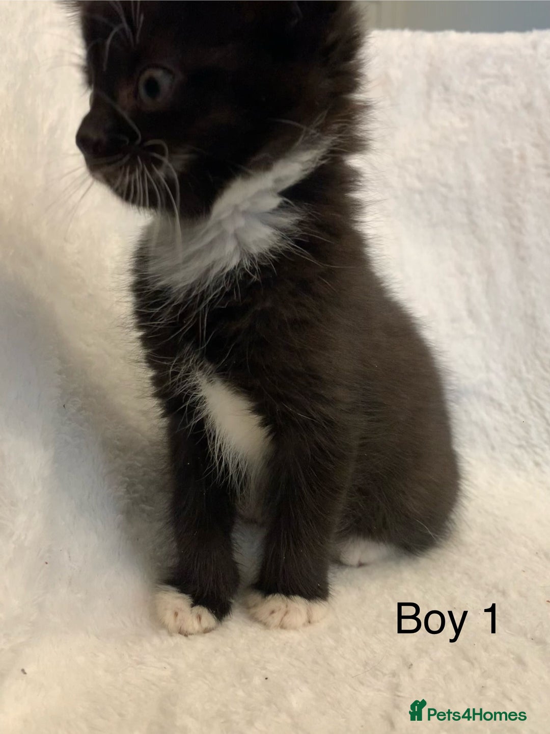 Mixed Breed cats for sale: 💚 3 male  💜 2 female  - Image 7