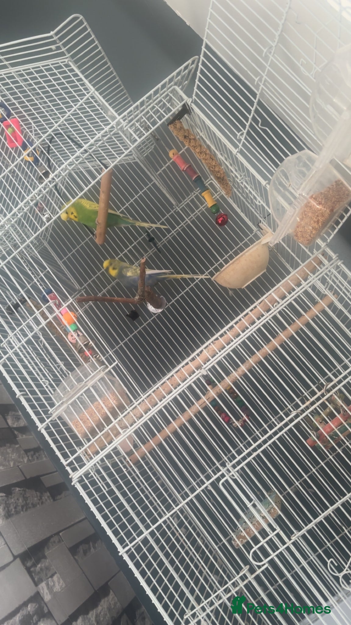 Budgerigars birds Budgies  - Advert 1