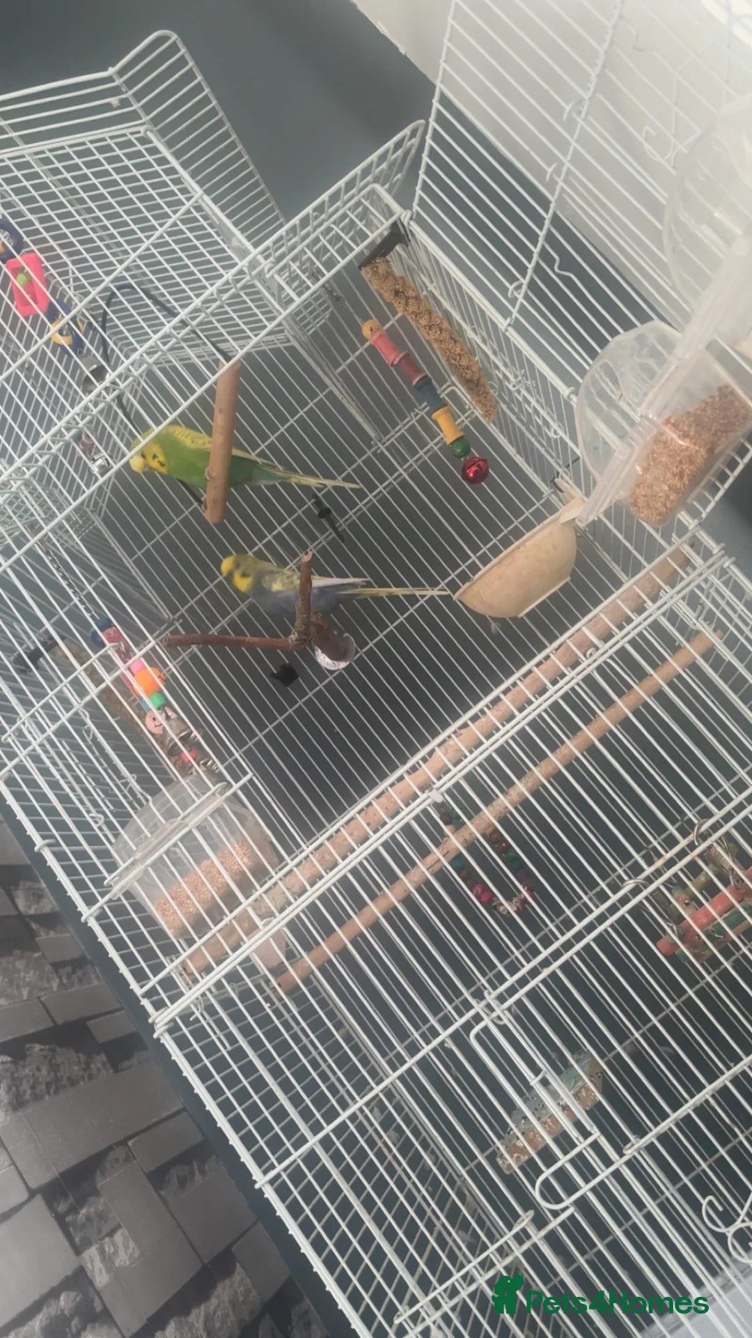 Budgerigars birds for sale: Budgies  in Barnsley - Advert 1