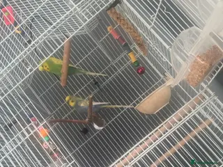 Budgerigars birds Budgies - Advert 1