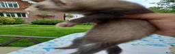 Ferret rodents for sale: Baby  ferrets for sale in Uckfield - Advert 4