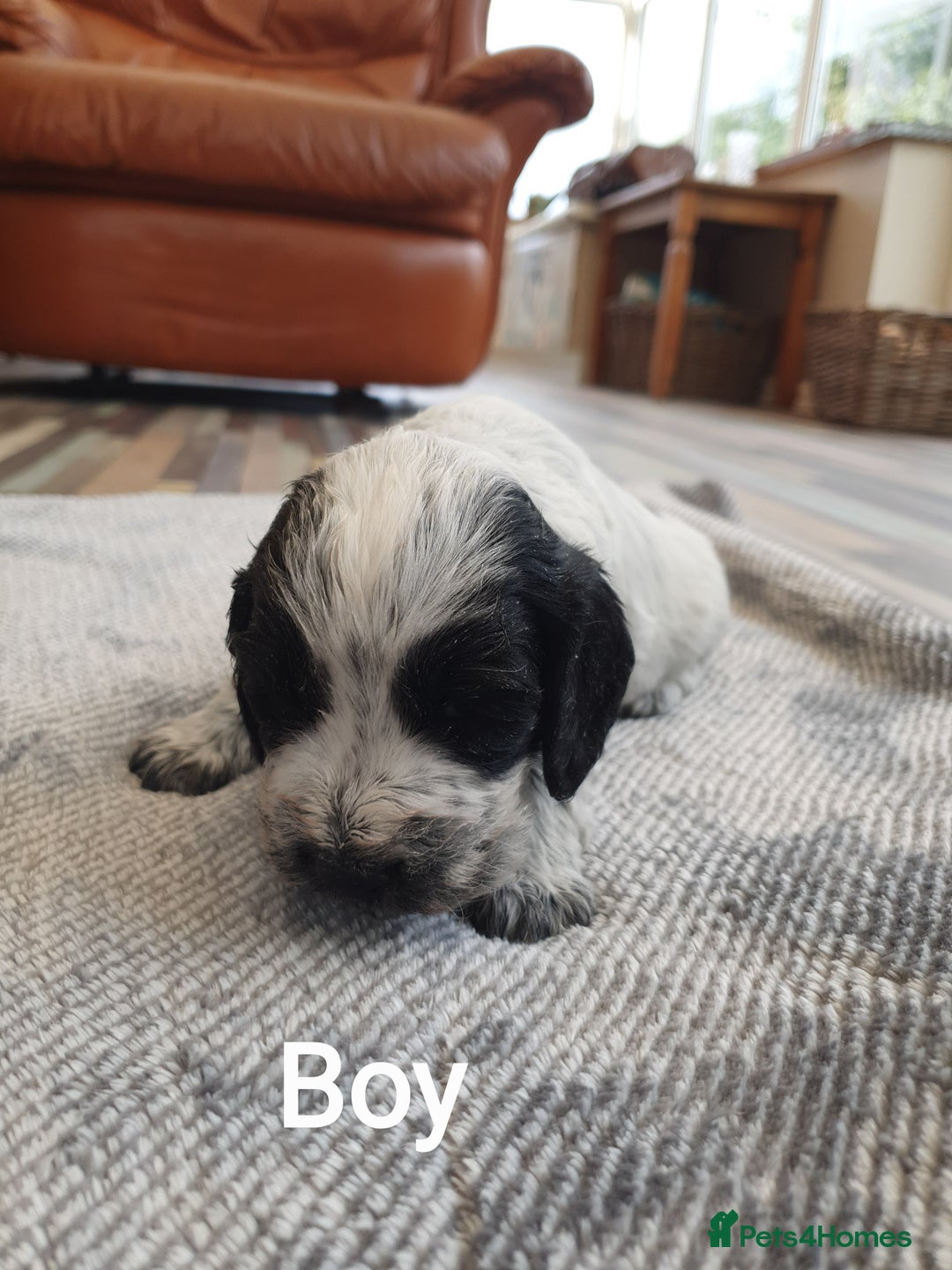 Cocker Spaniel dogs for sale: Cocker Spaniel Puppies - Image 13