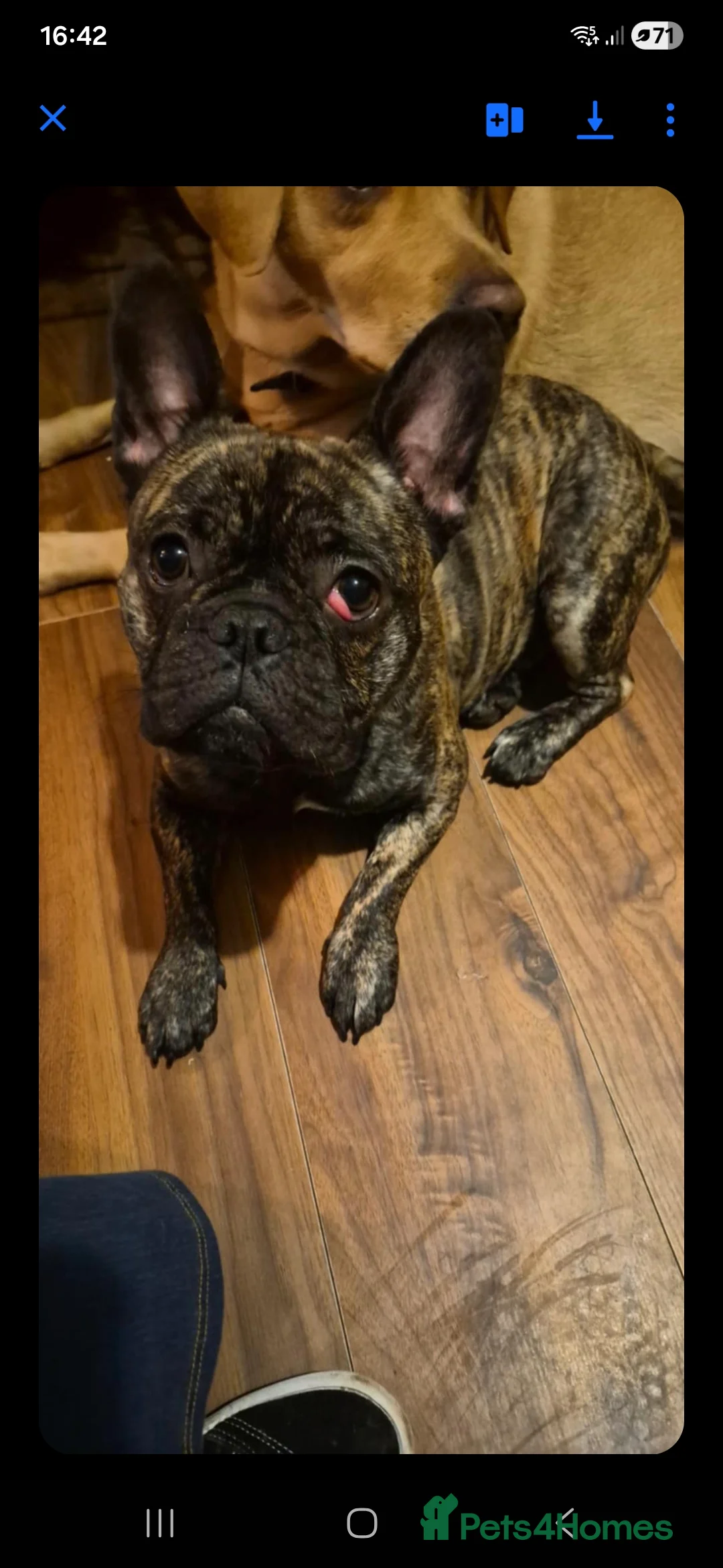 Mixed Breed dogs for sale: Labradoodle x french bulldog puppies  - Advert 5