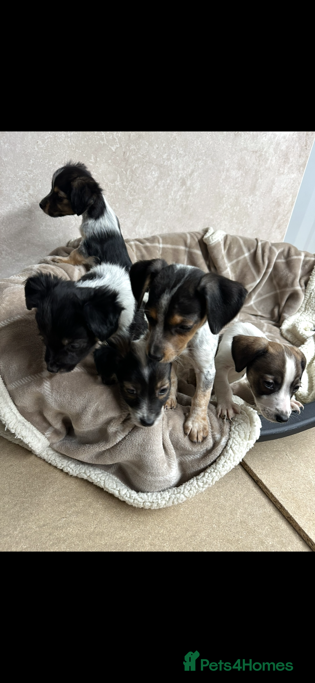 Jack Russell dogs for sale: Miniature jack russel pups - Advert 4