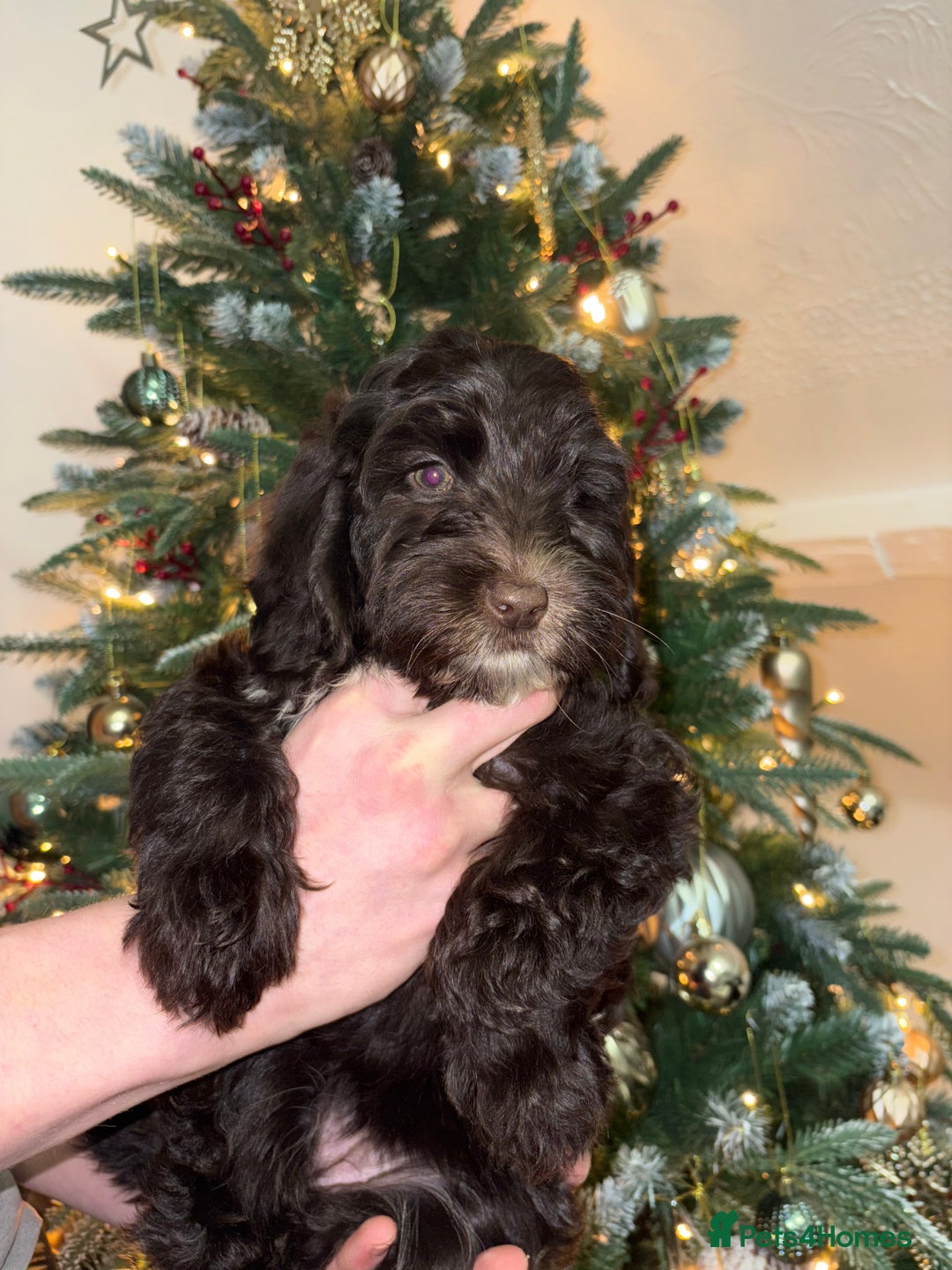 Cockapoo dogs for sale: 1 female cockapoo left from the litter  - Advert 5