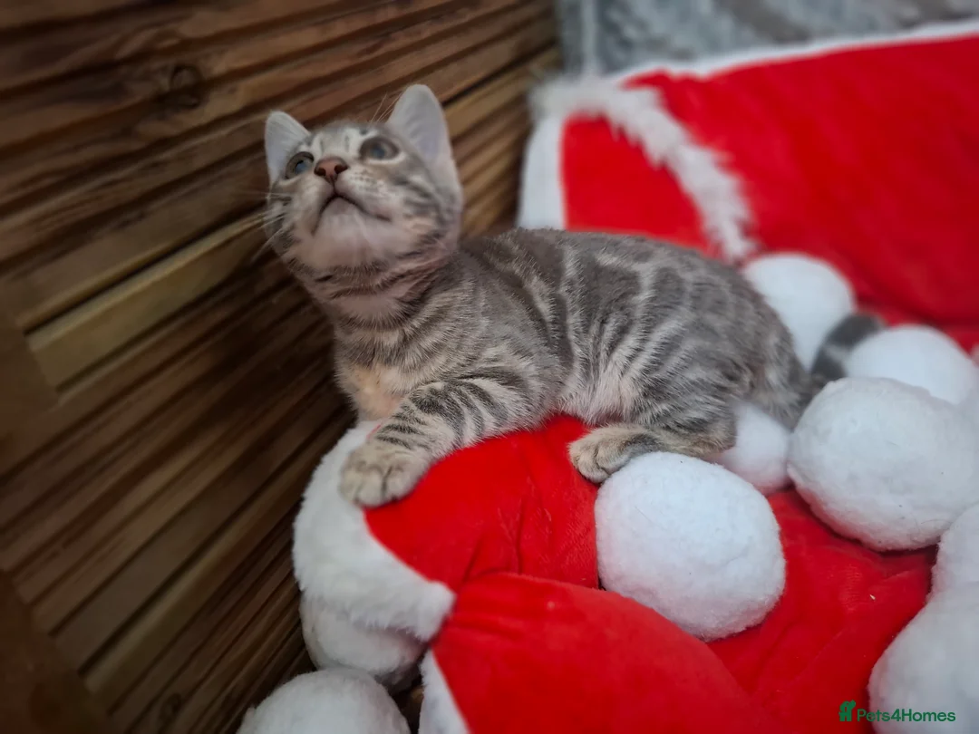 Bengal cats for sale: Stunning Blue pure bengal kittens - Advert 28