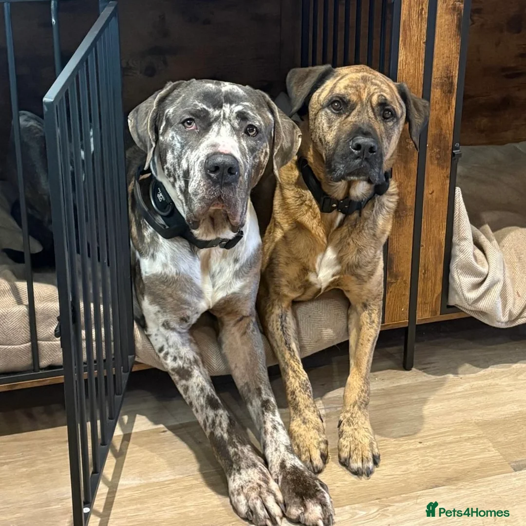 Mixed Breed dogs for adoption: Blue (Cane Corso mix) - Advert 6