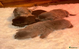 German Shepherd dogs for sale: Working KC GSD German shepherd puppies  - Image 25