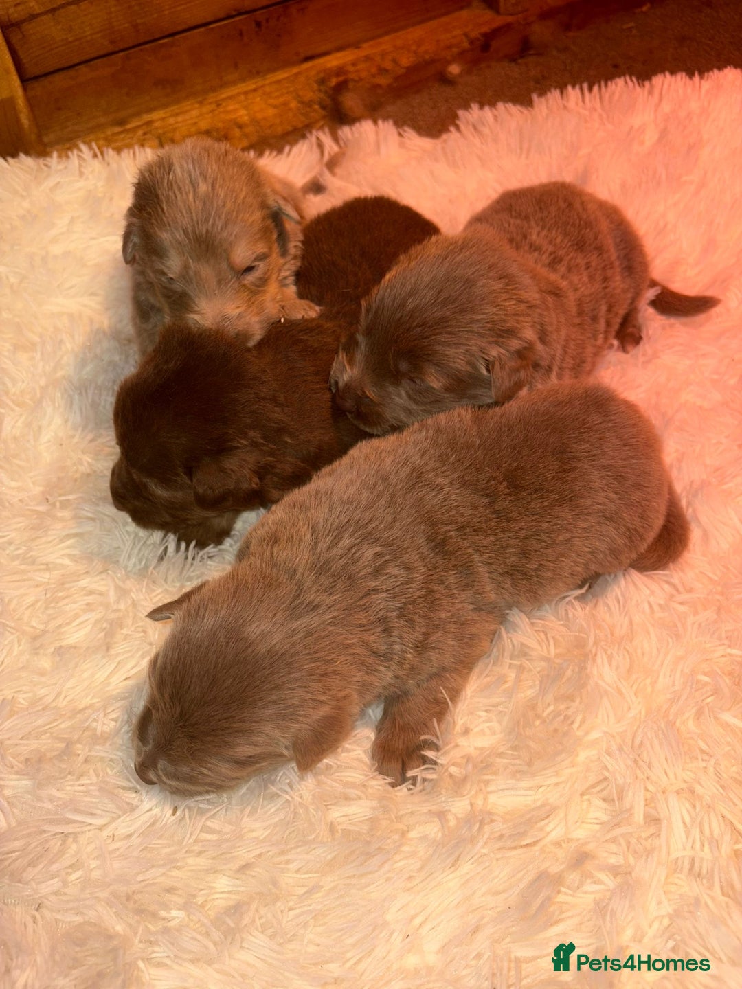 German Shepherd dogs for sale: Working KC GSD German shepherd puppies  - Image 25