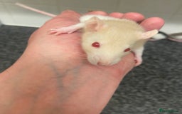 Rat rodents for sale: Young rats - Image 5