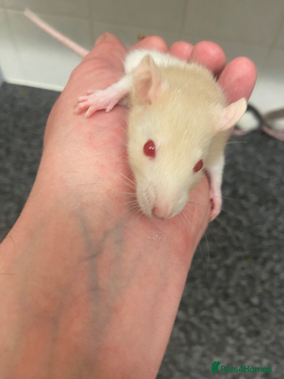 Rat rodents for sale: Young rats - Image 5