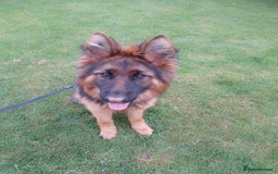 German Shepherd dogs for sale: Beautiful German Shepard bitch  - Image 5