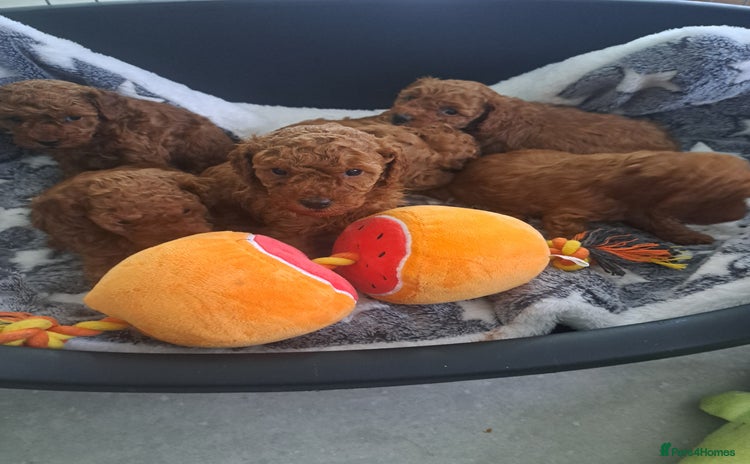 Toy Poodle dogs - Advert 8