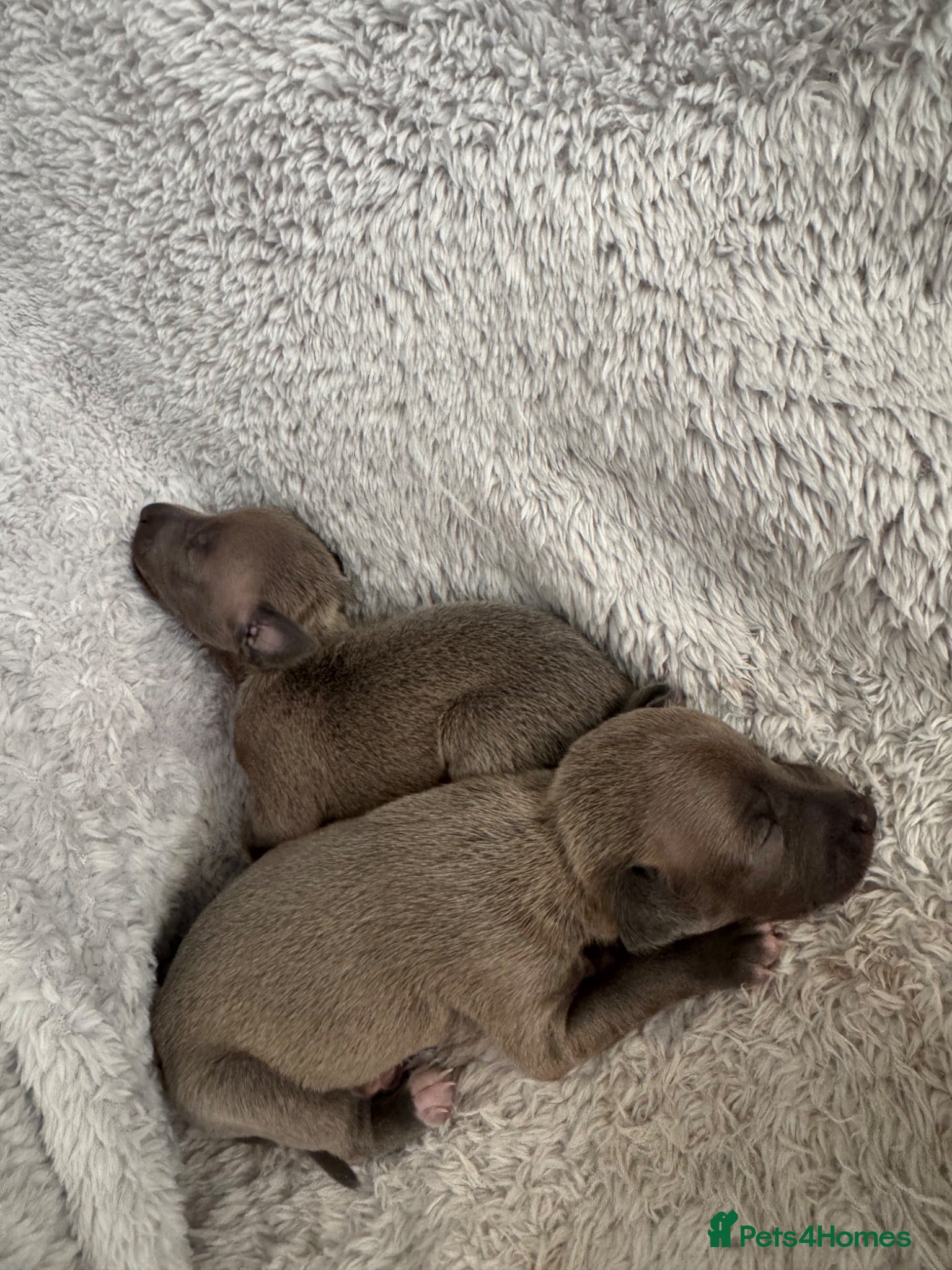 Italian Greyhound dogs Full Italian greyhound pup **one male Left*** - Advert 8