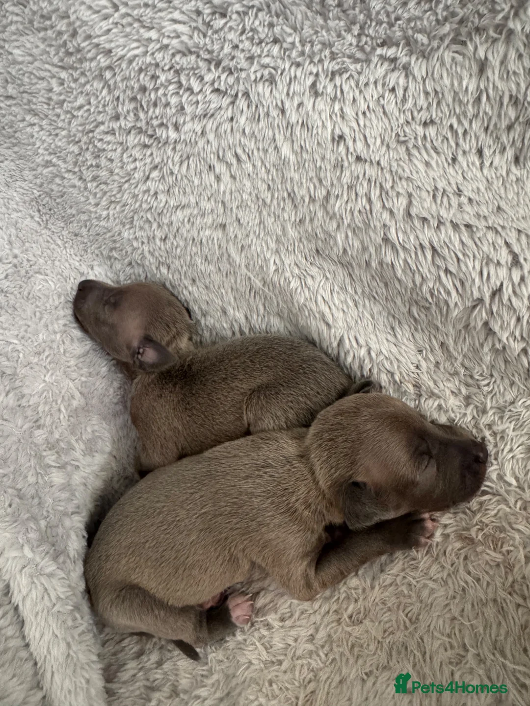 Italian Greyhound dogs for sale: Full Italian greyhound pup **one male Left*** - Advert 1