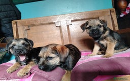Border Terrier dogs for sale: Fully vaccination 1 boy left  - Image 15