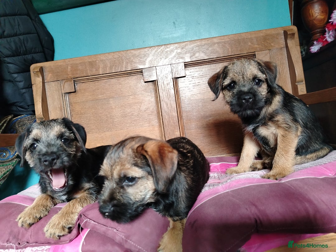 Border Terrier dogs for sale: Fully vaccination 1 boy left  - Image 15